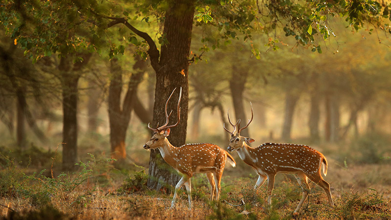 Yala Sri Lanka