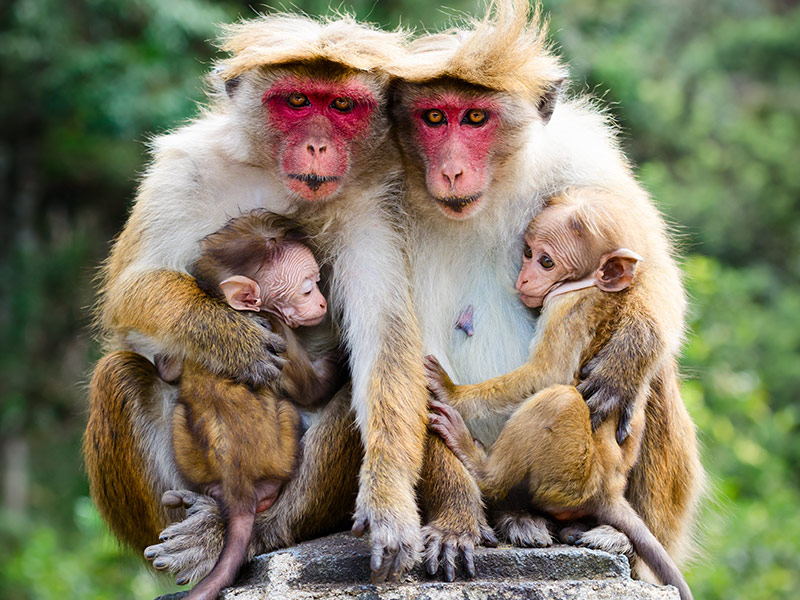 monkey family in Sri Lanka