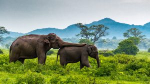 Minneriya national park