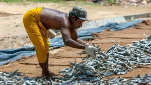 Dry fish in Negombo beach