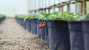 Nuwara Eliya Strawberry