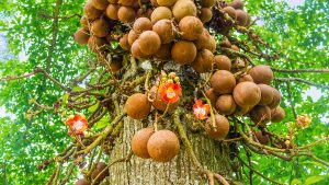 peradeniya botanical garden