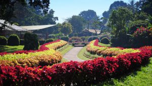 Peradeniya botanical garden