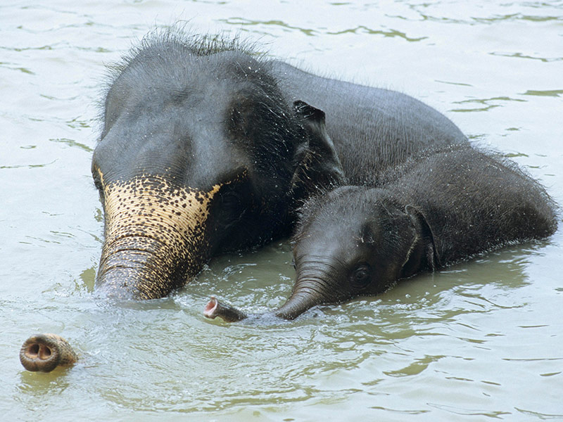 Y&R Sri Lanka tour slideshow image