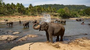 Pinnawala