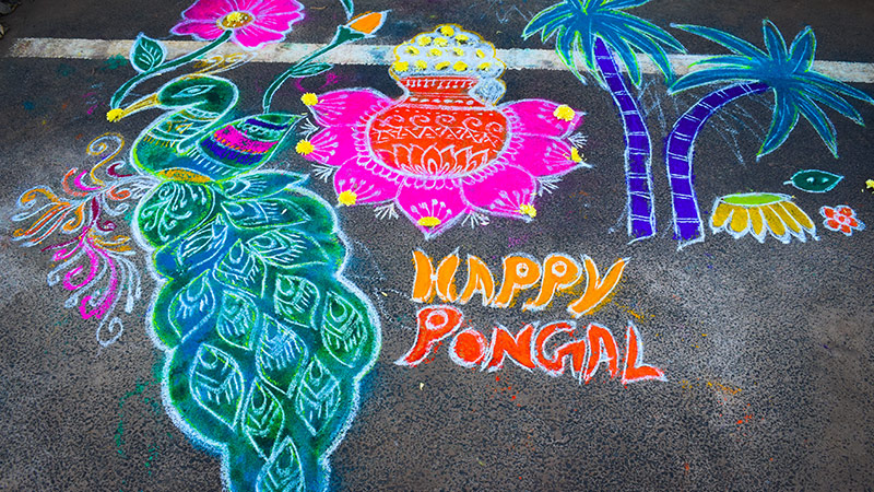 Thai Pongal