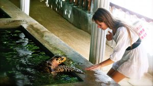 Kosgoda turtle hatchery